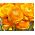 Ranunkel - Appelsin - pakke med 10 stk - Ranunculus