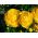 Ranunculus - amarillo - paquete de 10 piezas