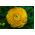 Ranunculus - amarillo - paquete de 10 piezas