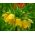 Keiserkrone - gul - Fritillaria imperialis
