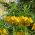 Keiserkrone - gul - Fritillaria imperialis