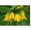 Keiserkrone - gul - Fritillaria imperialis