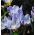 番红花蓝珍珠 -  10个洋葱 - Crocus Blue Pearl