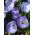 番红花蓝珍珠 -  10个洋葱 - Crocus Blue Pearl