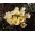 Sáfrány Cream Beauty - csomag 10 darab - Crocus Cream Beauty