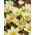 Sáfrány Cream Beauty - csomag 10 darab - Crocus Cream Beauty