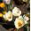 Sáfrány Cream Beauty - csomag 10 darab - Crocus Cream Beauty