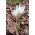 Crocus Ochroleucus - 10 bulbs
