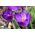 番红花红宝石巨人 -  10个洋葱 - Crocus tommasinianus Ruby Giant