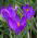 Crocus Ruby Giant - 10 ampul - Crocus tommasinianus Ruby Giant