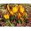  Krokus Zwanenburg Bronze - pakke med 10 stk - Crocus Zwanenburg Bronze