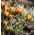  Krokus Zwanenburg Bronze - pakke med 10 stk - Crocus Zwanenburg Bronze