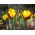  Krokus Zwanenburg Bronze - pakke med 10 stk - Crocus Zwanenburg Bronze