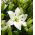 Lilium, Lily Asiatic White - bulb / tuber / rădăcină - Lilium Asiatic White