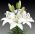 Lilium, Lily Asiatic White - bulb / tuber / rădăcină - Lilium Asiatic White