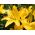 Lilium, Lily Asiatic Yellow
