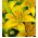 Lirios Asiático Amarillo - Lilium Asiatic White