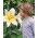 Lilium, Lilie Big Brother