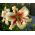 Tree Lily Lilium Lavon