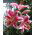 Lilijas Mona Lisa - Lilium oriental hybridum Mona Lisa