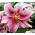 Lilijas Mona Lisa - Lilium oriental hybridum Mona Lisa