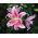Lilijas Mona Lisa - Lilium oriental hybridum Mona Lisa