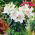 Lirios Muscadet - Lilium Muscadet