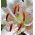 Lirios Muscadet - Lilium Muscadet