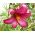 Giglio Pink Perfection - Lilium Pink Perfection