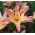 Lilium, Lily Pink Pixie