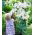 Lilje Pretty Women - Lilium Pretty Women