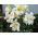 Lilje Pretty Women - Lilium Pretty Women