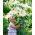 Lilje Pretty Women - Lilium Pretty Women