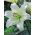 Lilje Pretty Women - Lilium Pretty Women