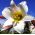 Giglio - Regale - Lilium