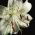 Lilium, Lily White Tiger