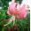 Lilium, Lily Pink Tiger - bulb / tuber / root - Lilium Pink Tiger