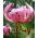 Lilium, Lily Pink Tiger - bulb / tuber / root - Lilium Pink Tiger