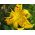 Zambak, Zambak Sarı Tiger - ampul / yumru / kök - Lilium Yellow Tiger