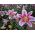 Lilijas Mona Lisa - Lilium oriental hybridum Mona Lisa