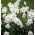 Narcissus Actaea - Daffodil Actaea - 5 bulbs