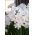 Narcissus Paperwhites Ziva - Daffodil Paperwhites Ziva - 5 bulbs
