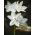 Narcissus Paperwhites Ziva - Daffodil Paperwhites Ziva - 5 bulbs