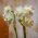 Nergis Gelin Taç - Nergis Gelin Taç - 5 ampul - Narcissus