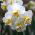 Narcissus Cheerfulness – Narzisse Cheerfulness - 5 Zwiebeln