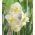 Narcissus Cheerfulness – Narzisse Cheerfulness - 5 Zwiebeln