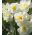 Narcissus Cheerfulness – Narzisse Cheerfulness - 5 Zwiebeln