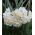 Narcissus Cheerfulness – Narzisse Cheerfulness - 5 Zwiebeln