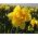 Narcissus Dick Wilden - narcis Dick Wilden - 5 květinové cibule