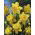 Narcissus Dick Wilden - narcis Dick Wilden - 5 květinové cibule